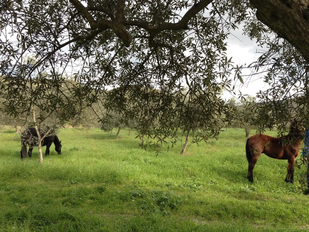 Le Case Di S. Andrea Buccheri Bagian luar foto